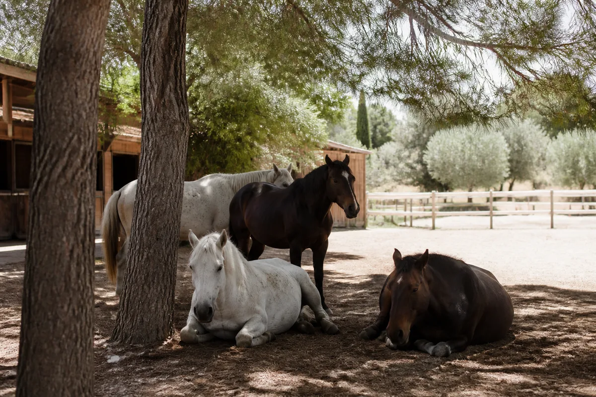 Chevaux au repos à l’ombre des pins avant une balade dans l’arrière-pays niçois