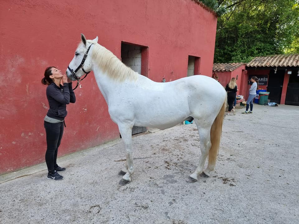 LE ROYAUME DU CHEVAL Pension Complete Pour Chevaux Villeneuve Loubet Img1