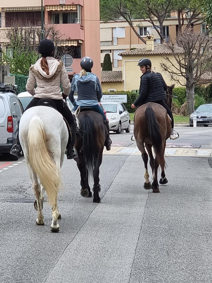 LE ROYAUME DU CHEVAL Pension Complete Pour Chevaux Villeneuve Loubet Img2