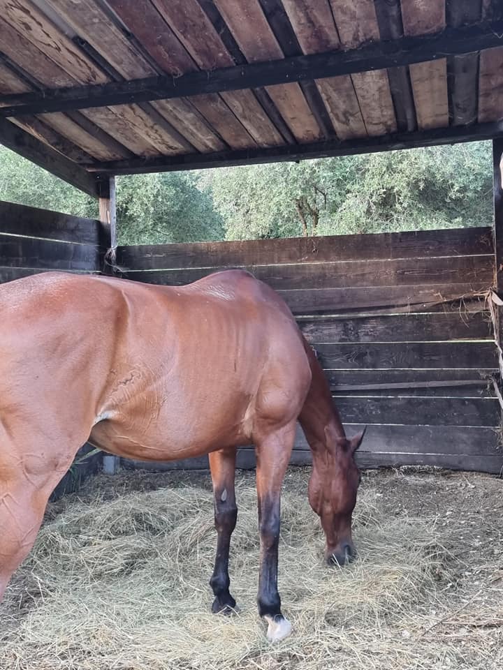 LE ROYAUME DU CHEVAL Pension Complete Pour Chevaux Villeneuve Loubet Img4