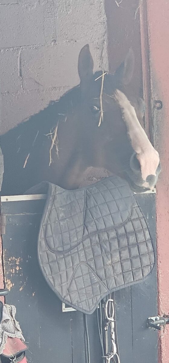 Le Royaume Du Cheval Pension Complete Pour Chevaux Villeneuve Loubet Galerie 11