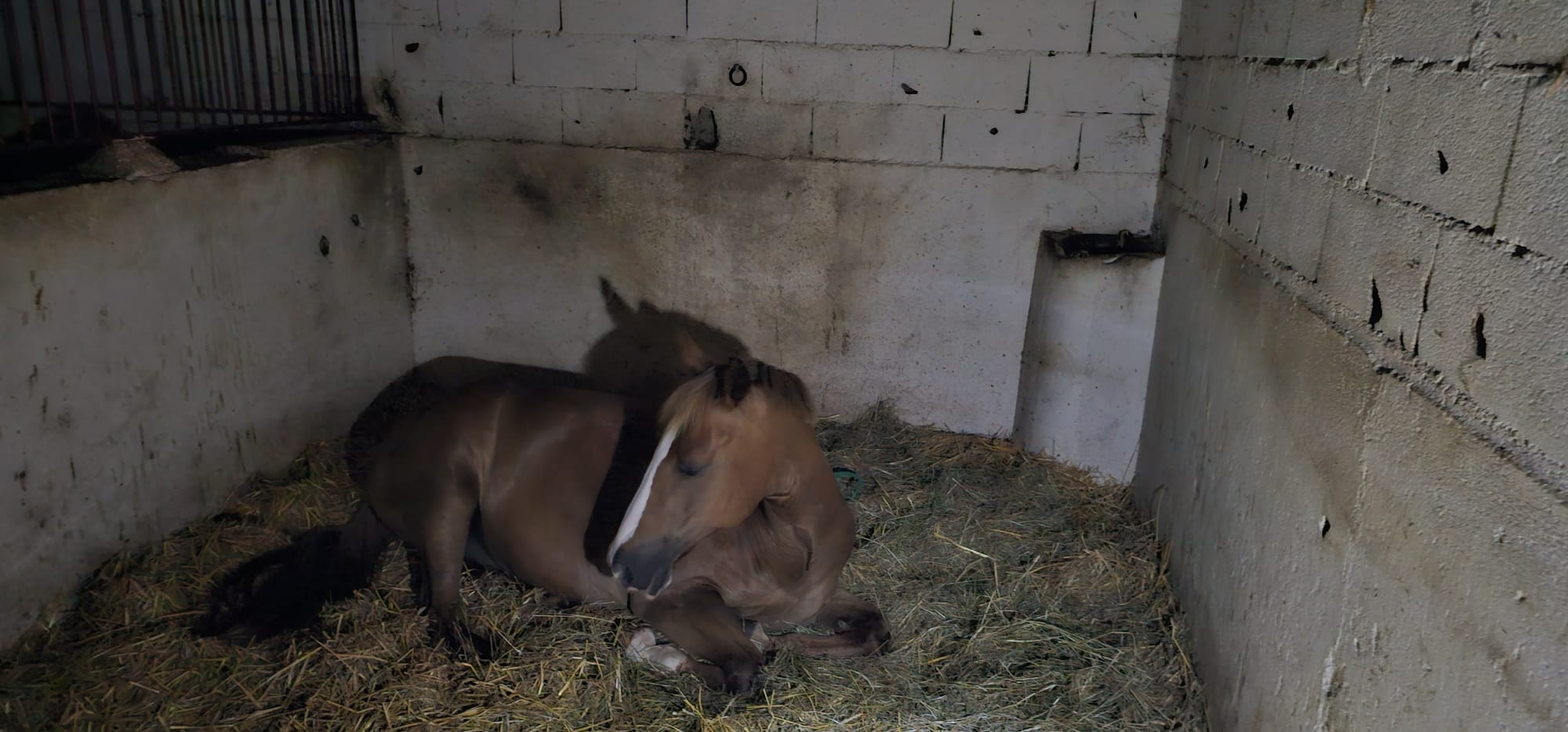 Le Royaume Du Cheval Pension Complete Pour Chevaux Villeneuve Loubet Galerie 12