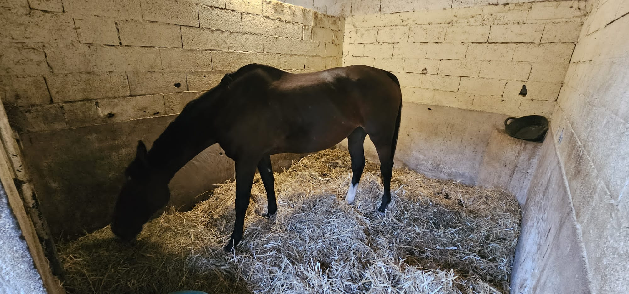 Le Royaume Du Cheval Pension Complete Pour Chevaux Villeneuve Loubet Galerie 13