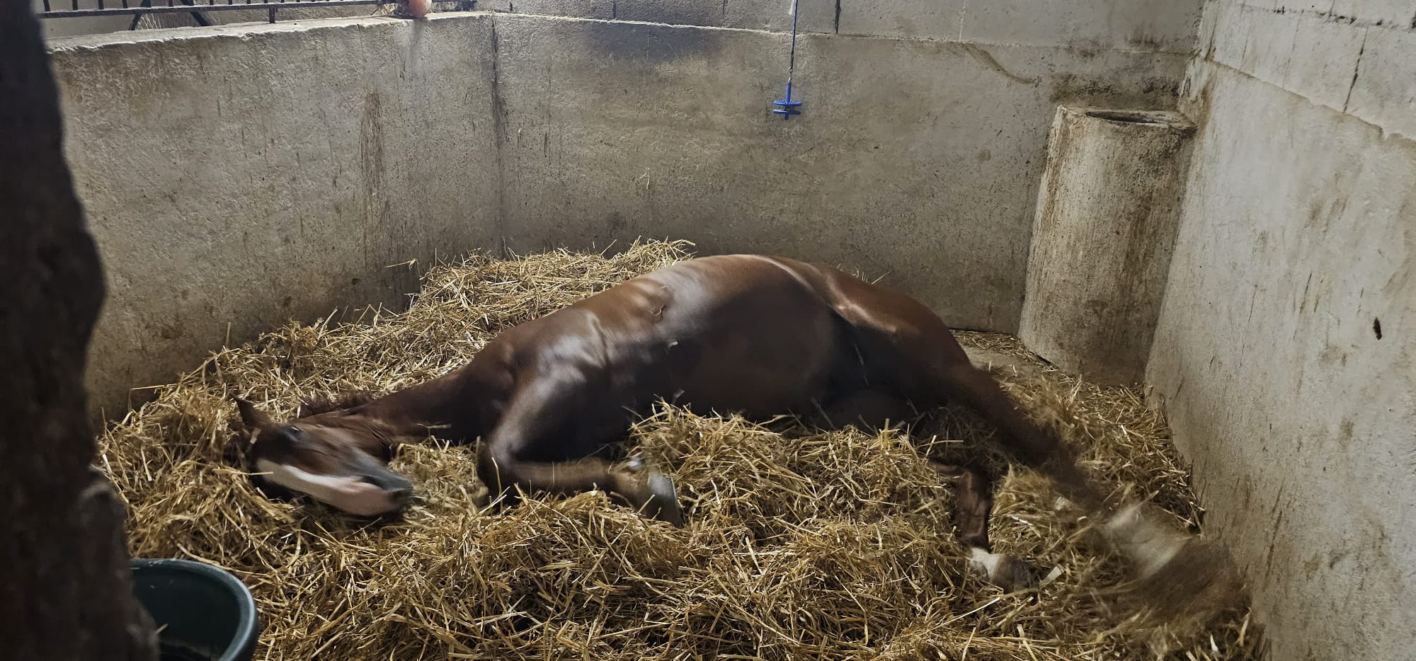 Le Royaume Du Cheval Pension Complete Pour Chevaux Villeneuve Loubet Galerie 14