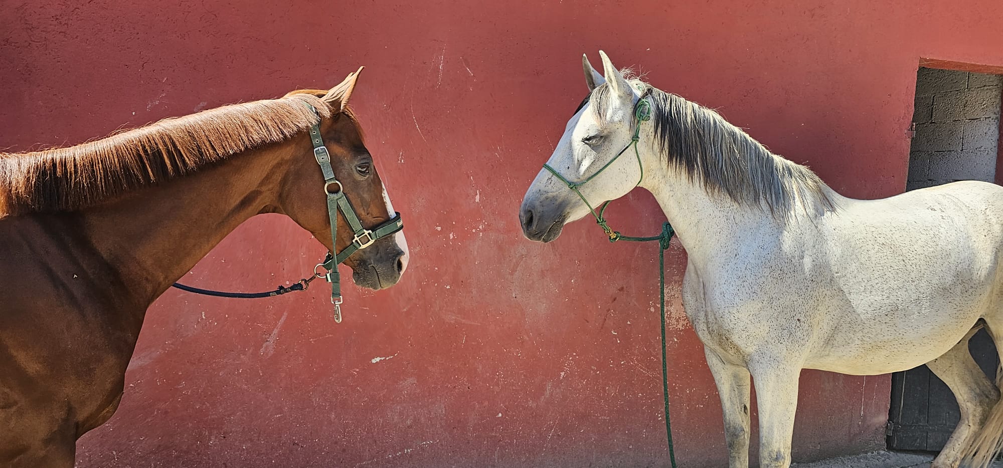 Le Royaume Du Cheval Pension Complete Pour Chevaux Villeneuve Loubet Galerie 16