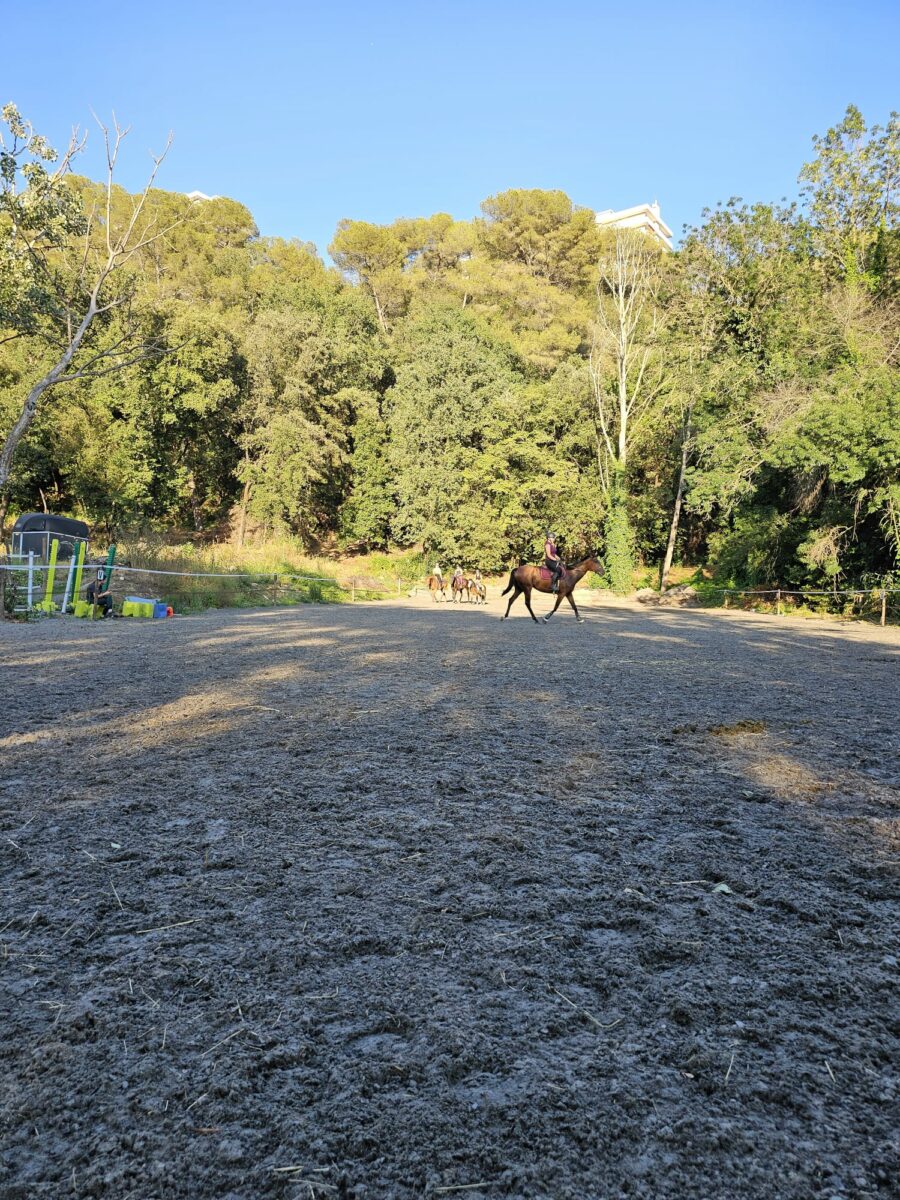 Le Royaume Du Cheval Pension Complete Pour Chevaux Villeneuve Loubet Galerie 19