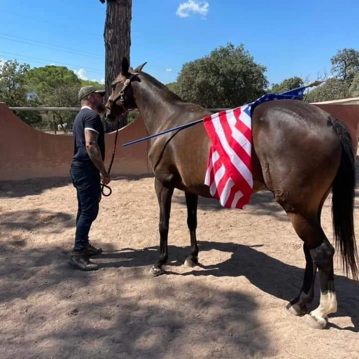 Le Royaume Du Cheval Pension Complete Pour Chevaux Villeneuve Loubet Galerie 25