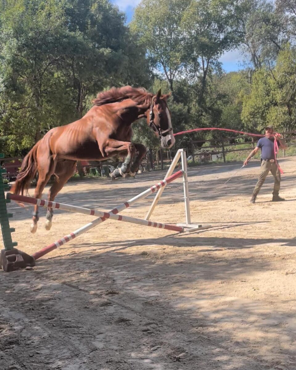 Le Royaume Du Cheval Pension Complete Pour Chevaux Villeneuve Loubet Galerie 26