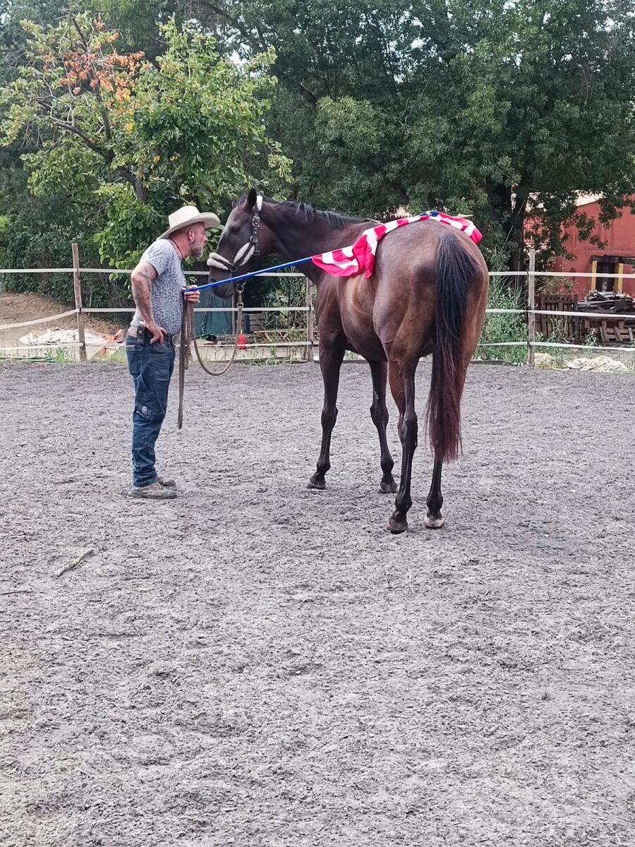 Le Royaume Du Cheval Pension Complete Pour Chevaux Villeneuve Loubet Galerie 28