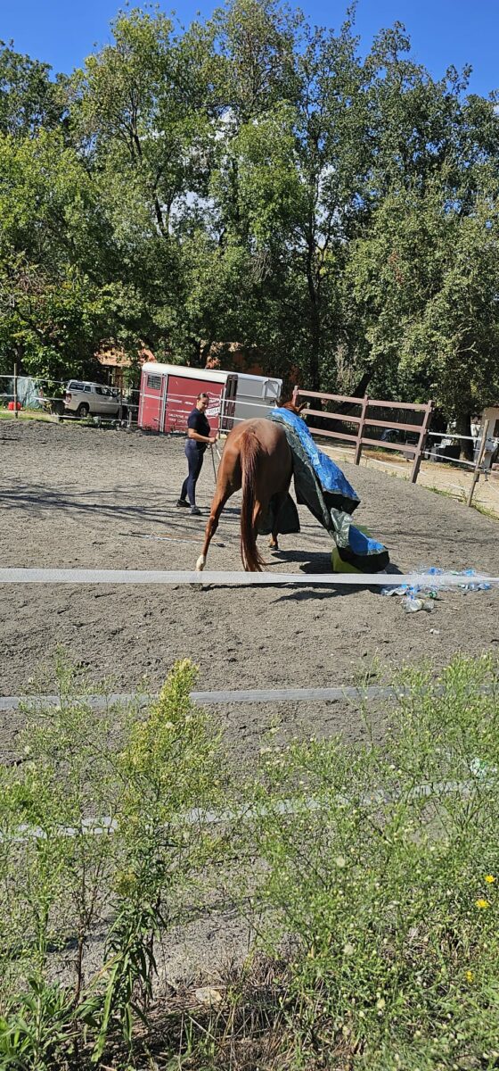 Le Royaume Du Cheval Pension Complete Pour Chevaux Villeneuve Loubet Galerie 3