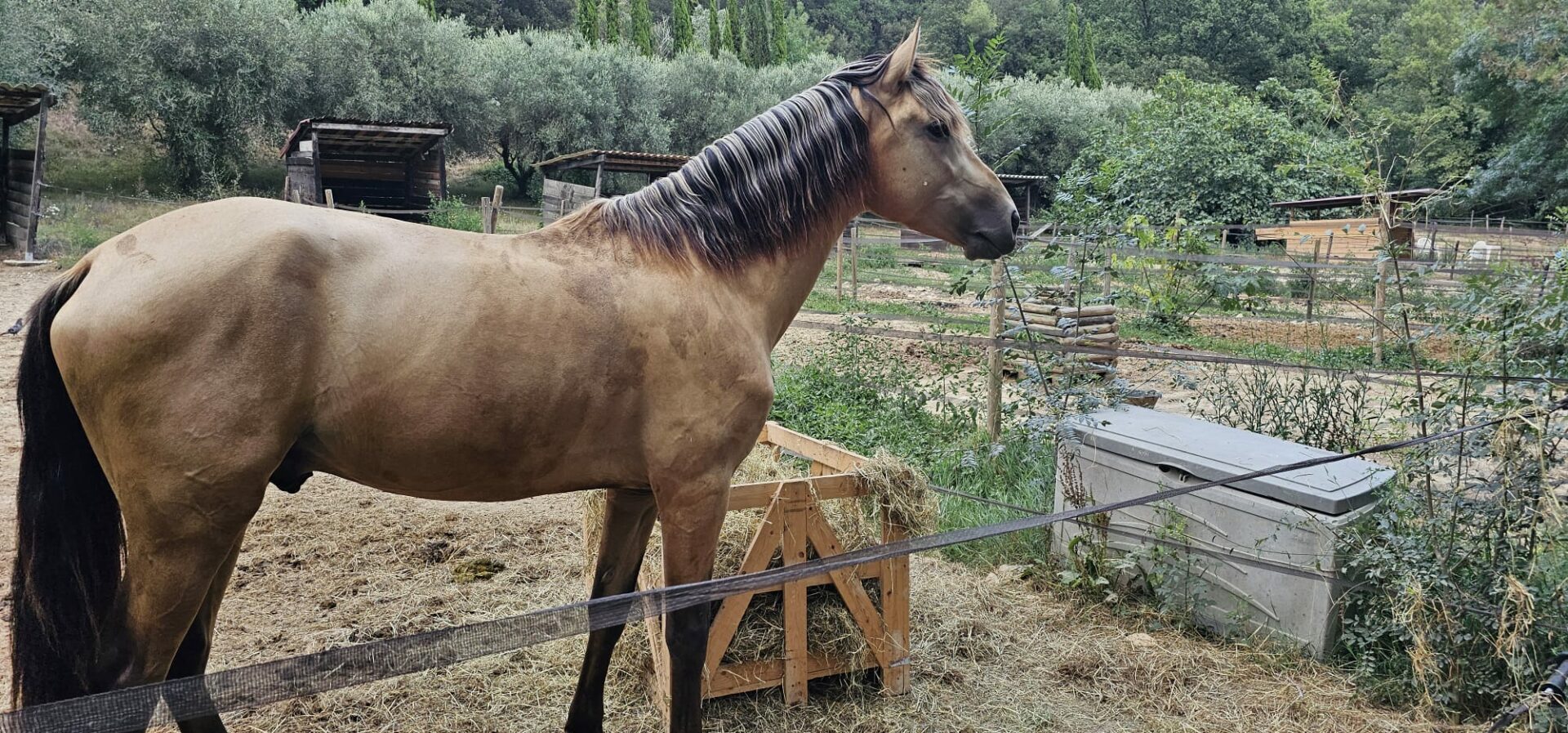 Le Royaume Du Cheval Pension Complete Pour Chevaux Villeneuve Loubet Galerie 33