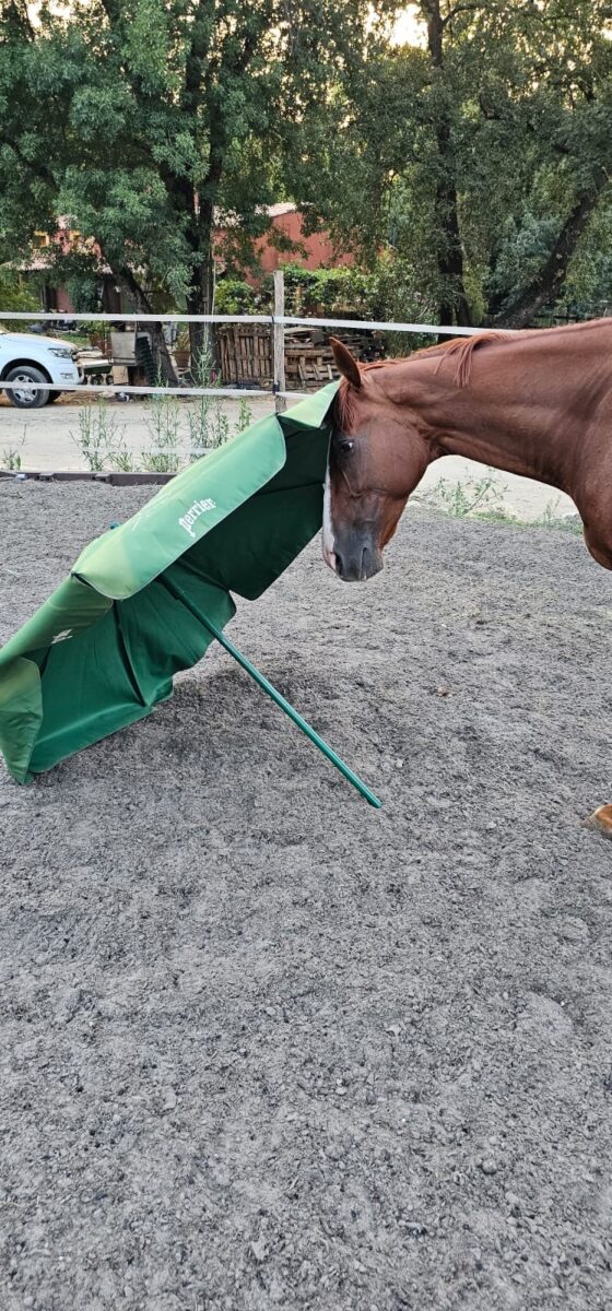 Le Royaume Du Cheval Pension Complete Pour Chevaux Villeneuve Loubet Galerie 4