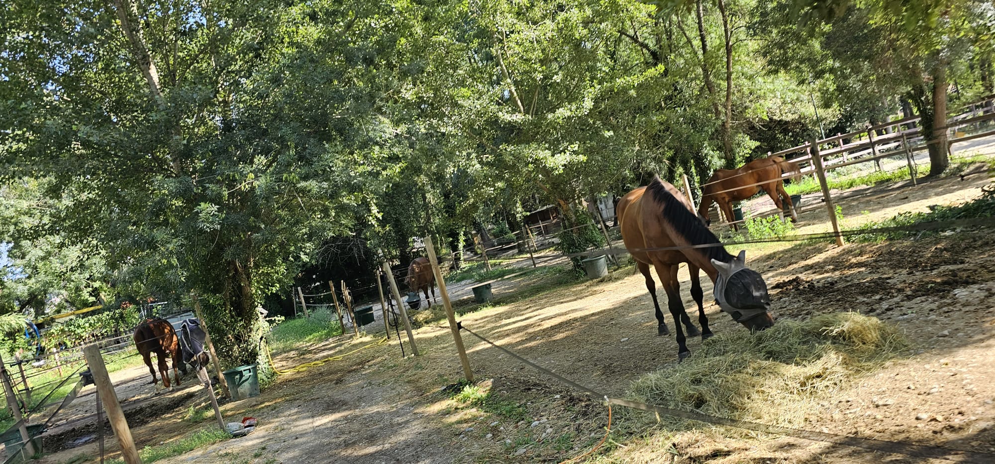 Le Royaume Du Cheval Pension Complete Pour Chevaux Villeneuve Loubet Galerie 7