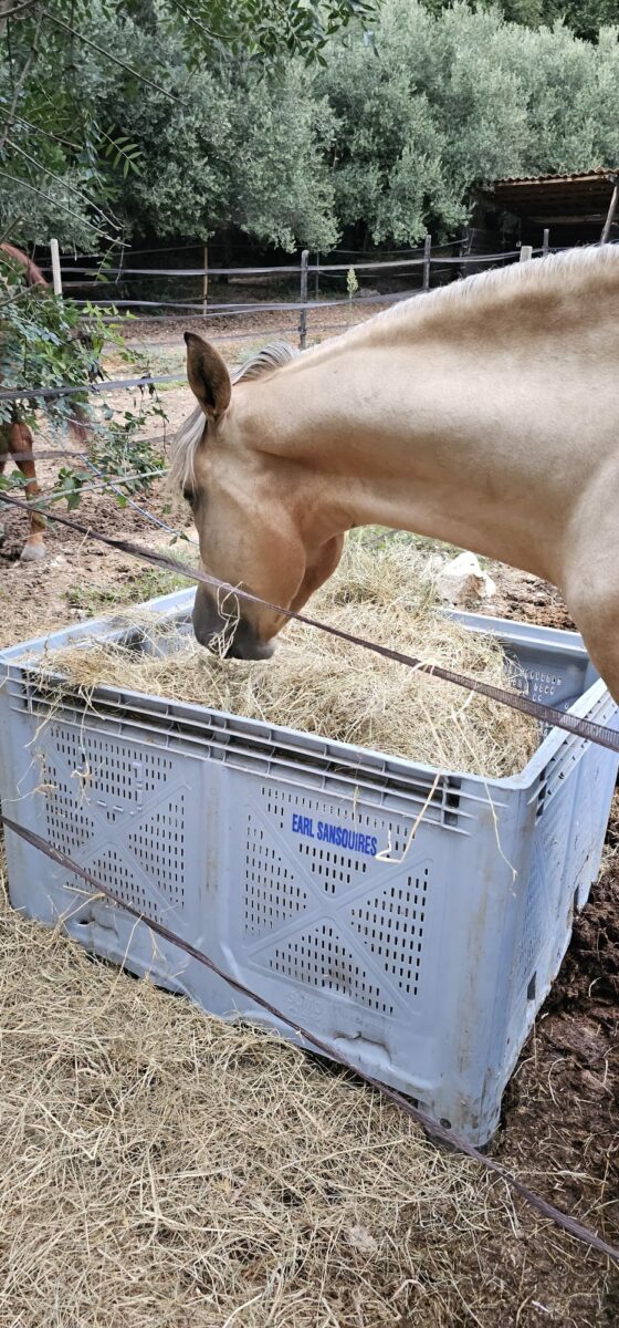 Le Royaume Du Cheval Pension Complete Pour Chevaux Villeneuve Loubet Galerie 8